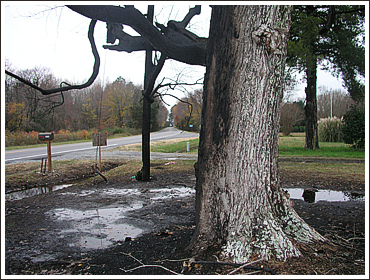 Tree and Road