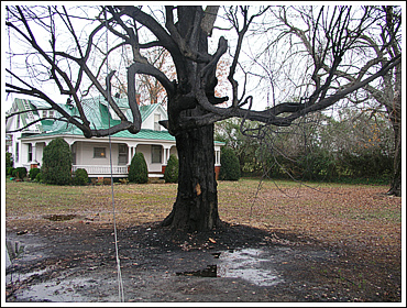 Tree from Road